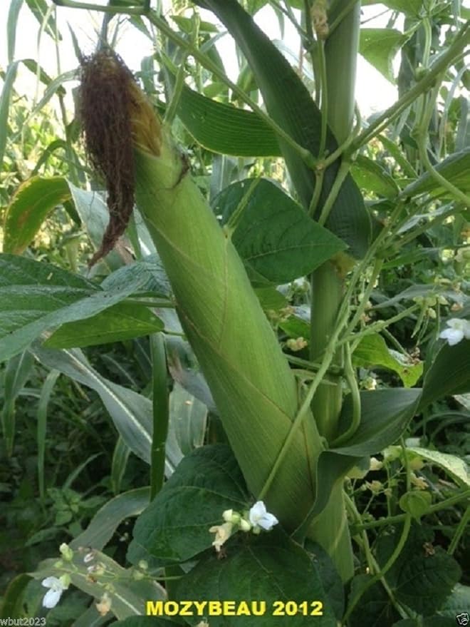 Hickory King White Dent Corn - Heirloom- Vegetable Seeds(200 Seeds)