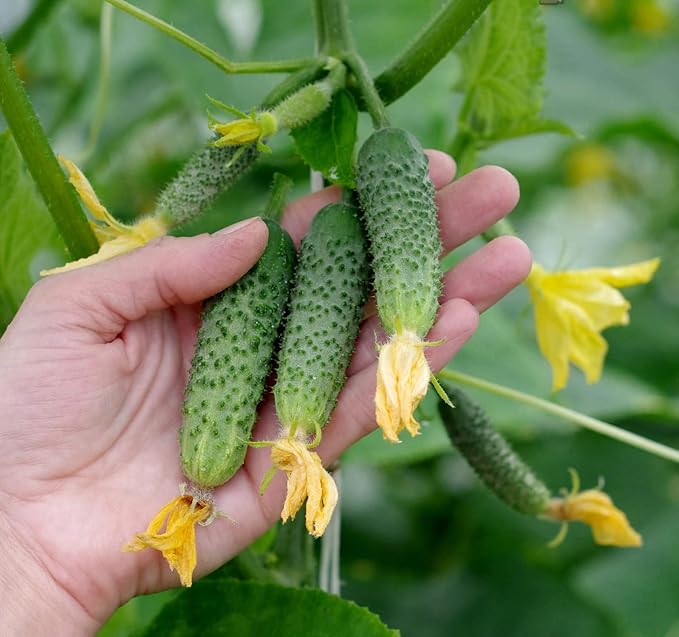 Seeds Cucumber Envy of a Neighbor F1 45 Days Open-Pollinated Pickling Non GMO Vegetable for Planting