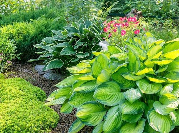 50pcs Mixed Hosta Seeds for Planting Outdoors Rare Perennial Flower Shade Hosta Plant Moderate Drought Tolera