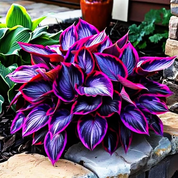 115+ Mixed Hosta Seeds for Planting Outdoors,Giant Hostas Seeds Perennial,Ground Cover Seed Shade Low Maintenance for Home Outdoor Garden