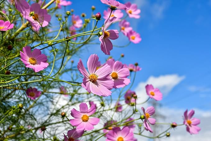 Black Duck Set of 500 Flower Seed Packets! Flower Seeds in Bulk - Best Value Seeds - Great for Classrooms, Beginner Gardeners and Kids! - Deluxe Varieties! (500)