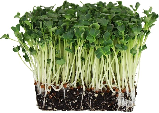 Radish Sprouting Seeds 1 lb – Non-GMO Daikon Microgreen Seeds for Indoor Growing
