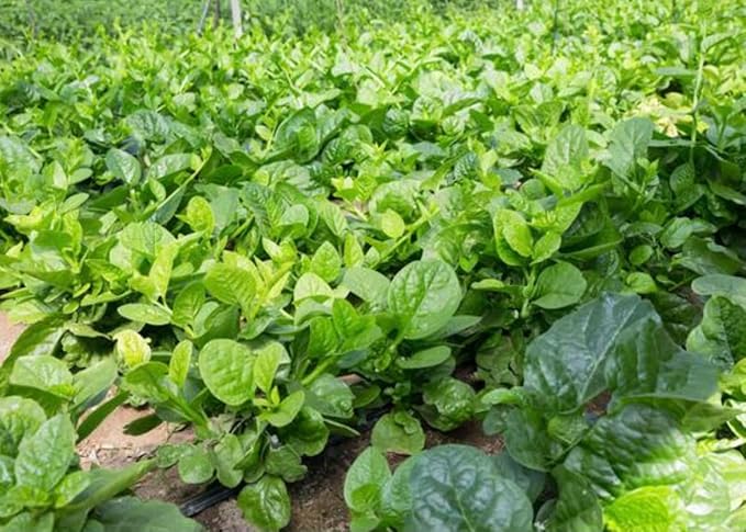 100 Malabar Spinach Seeds – Rau Mồng Tơi – Basella Alba – Climbing Spinach – Organic, Non-GMO, Heirloom – Fast-Growing, Heat-Tolerant, Perfect for Trellises & Home Gardens