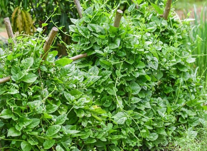 100 Malabar Spinach Seeds – Rau Mồng Tơi – Basella Alba – Climbing Spinach – Organic, Non-GMO, Heirloom – Fast-Growing, Heat-Tolerant, Perfect for Trellises & Home Gardens
