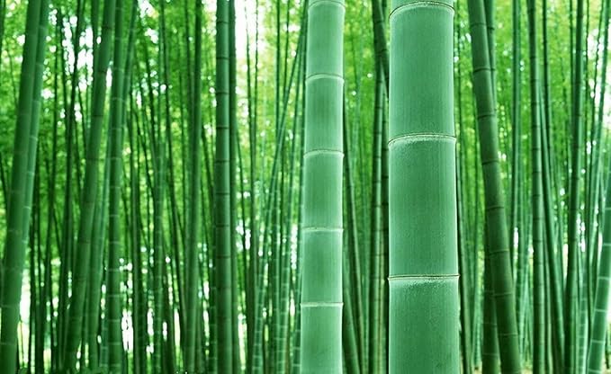 100+ Giant Timber Bamboo Seeds – Rapid-Growth Bamboo – Ideal Privacy Hedge, Windbreak, Landscaping, Indoor/Outdoor Pots – Symbol of Luck & Prosperity