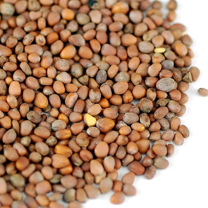Radish Sprouting Seeds 1 lb – Non-GMO Daikon Microgreen Seeds for Indoor Growing