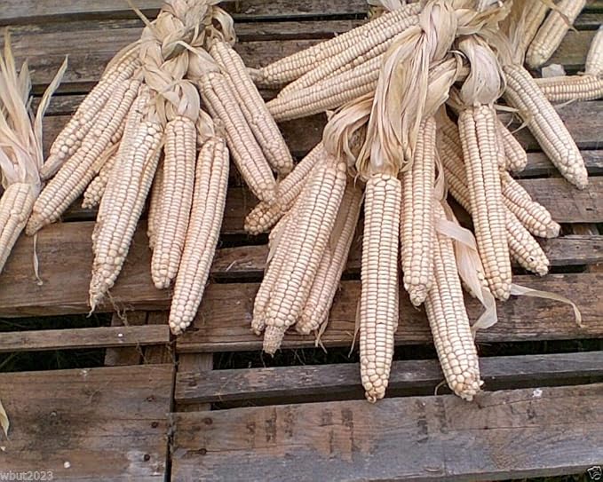 Hickory King White Dent Corn - Heirloom- Vegetable Seeds(200 Seeds)