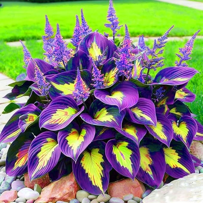 Hosta Shade Garden Seeds 210pcs– Decorative Foliage Plants – Ideal for Gifts, Landscaping & Natural Green Corners