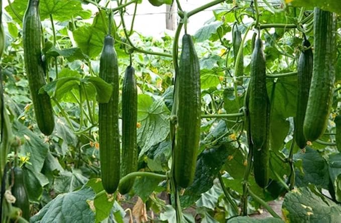 Seeds Vegetable Cucumber Chinese Long for Salads Without Bitterness for Pickling - 10 Seeds