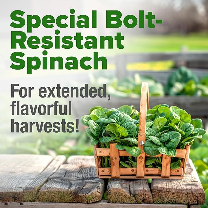 HOME GROWN Bloomsdale Spinach Seeds 353+ Non GMO Heirloom Seeds for Planting, High Germination, Cold Tolerant, Dark Green Crinkled Leaves, Fast Growing, Hydroponic & Garden (Spinacia oleracea)