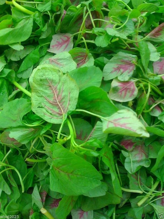 CHINESE SPINACH SEEDS- Edible Amaranth, Red Stripe Leaf -Jamaican Red Calla-loo!(1000 Seeds)
