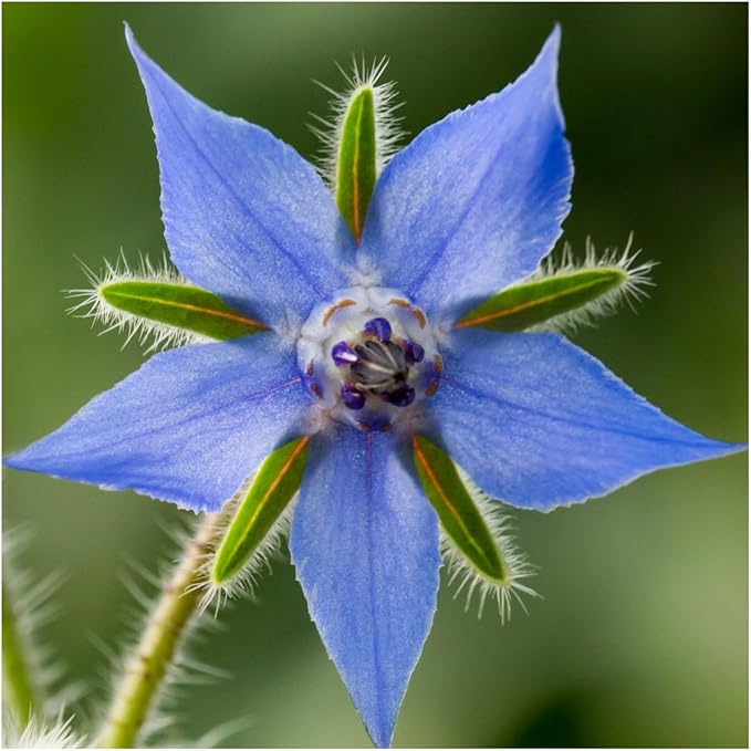 Seed Needs Edible Wildflower Seed Packet Collection (7 Varieties of Flower Seed for Planting) Non-GMO Heirloom & Untreated - Includes Viola, Pansies, Chives, Borage, Calendula, Nasturtium & Bee Balm