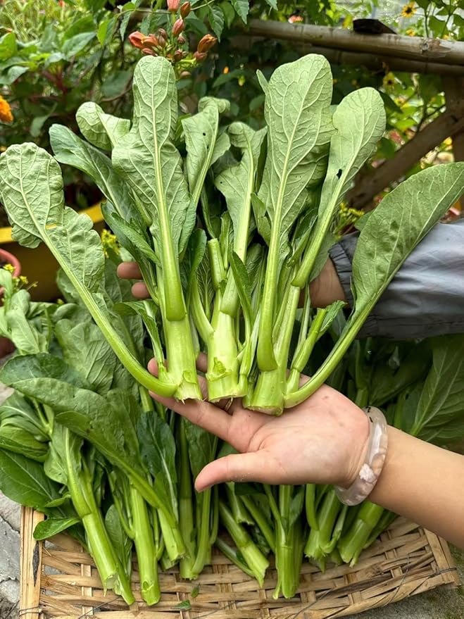 4000 Organic Choy Sum Seeds – Cải Ngồng – Yu Choy – Flowering Chinese Cabbage Seeds – Non-GMO, Heirloom, Made in USA - 99% Germination Rate, Vegetable for Yard & Garden Planting