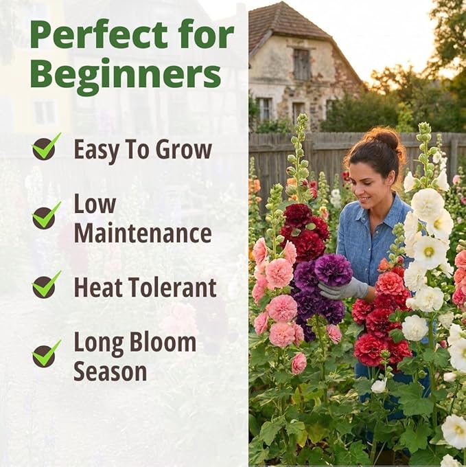 HOME GROWN Hollyhock Chaters Double Mix 2400 Seeds – Holly Hocks Seeds for Planting Spring 2026, Double Flower Hollyhock Seeds, Flower Seeds Perennial Outdoor Garden (Alcea rosea)