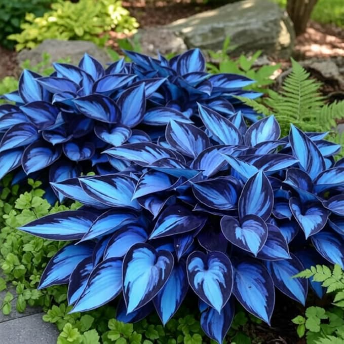 220+ Hosta Seeds Perennial for Planting,Hosta Seeds,Rare Hostas Seed Shade Plant for Garden Low Maintenance