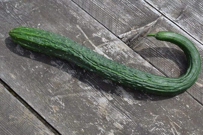 Seeds Cucumber Burpless Chinese Miracle Snake Giant Long Rare Vegetable for Planting Non GMO
