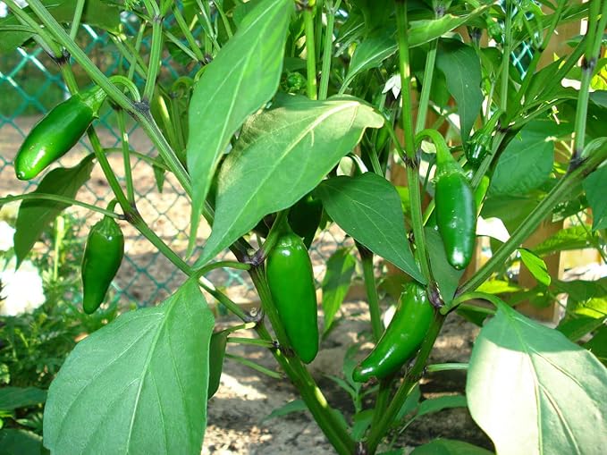 120 Organic Hot Jalapeno M Pepper Seeds Heirloom Non GMO Garden Vegetable Bulk Survival