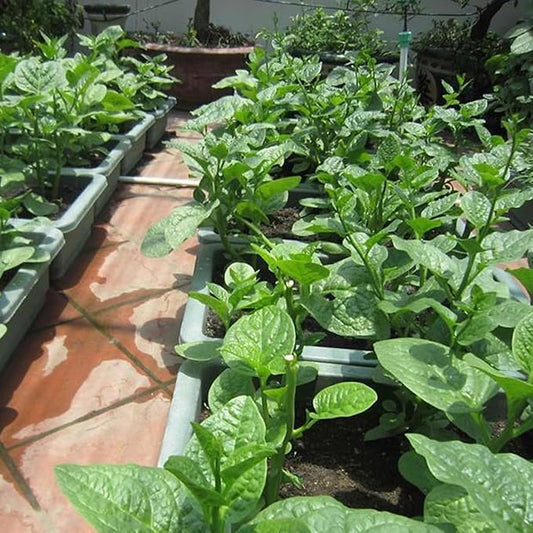 100 Seeds Green Malabar Spinach- Mồng Tơi Xanh [Guyana Thick Leaf Callaloo] Non-GMO