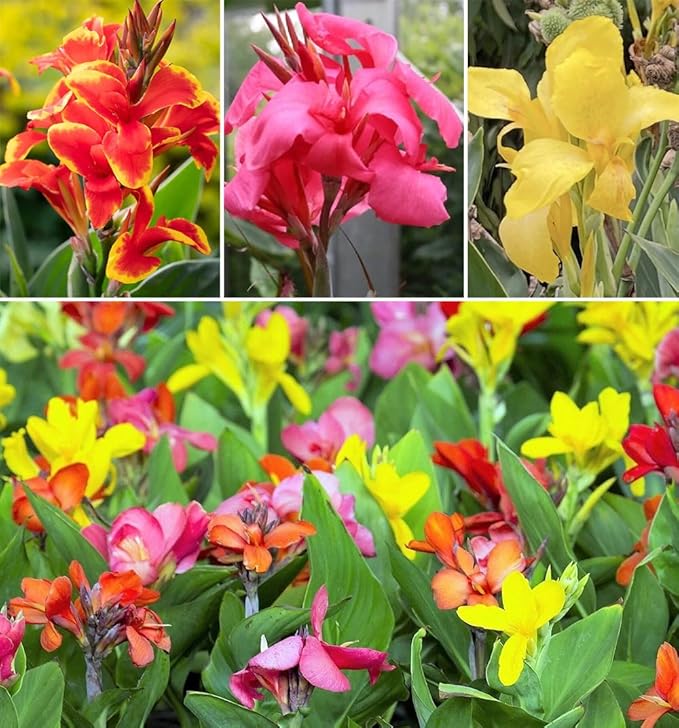 20+ Mixed Canna Lily Seeds Green Leaves Tropical Flowers Perennial Flowers Garden Plant