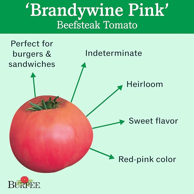 Burpee 'Brandywine Pink' Heirloom | Organic Beefsteak Slicing Tomato | 50 Seeds