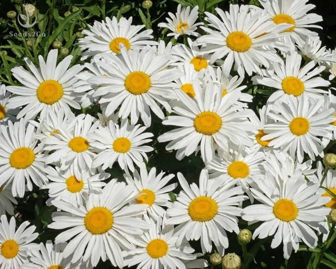Shasta Daisy 'Silver Princess' Flower Seeds, Pack of 5000 Seeds by Seeds2Go