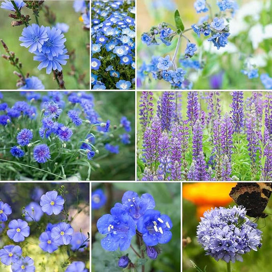 Eden Brothers Singin the Blues Wildflower Mixed Seeds for Planting, 1 lb, 480,000+ Seeds with Blue Flax, Lupine, Chicory | Attracts Pollinators, Plant in Spring or Fall, Zones 3, 4, 5, 6, 7, 8, 9, 10