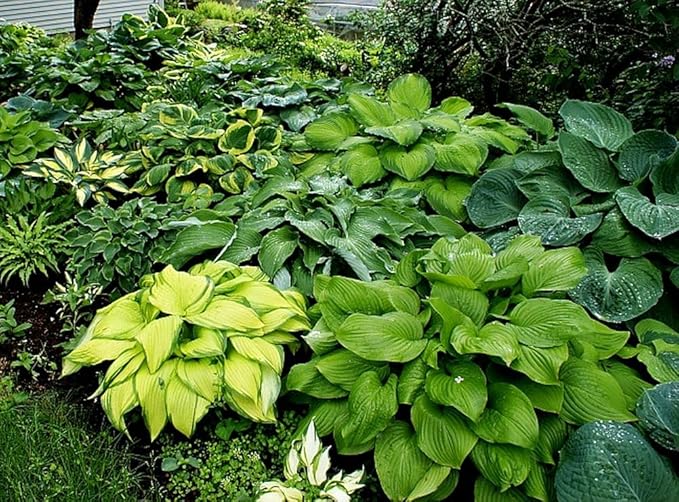 50pcs Mixed Hosta Seeds for Planting Outdoors Rare Perennial Flower Shade Hosta Plant Moderate Drought Tolera