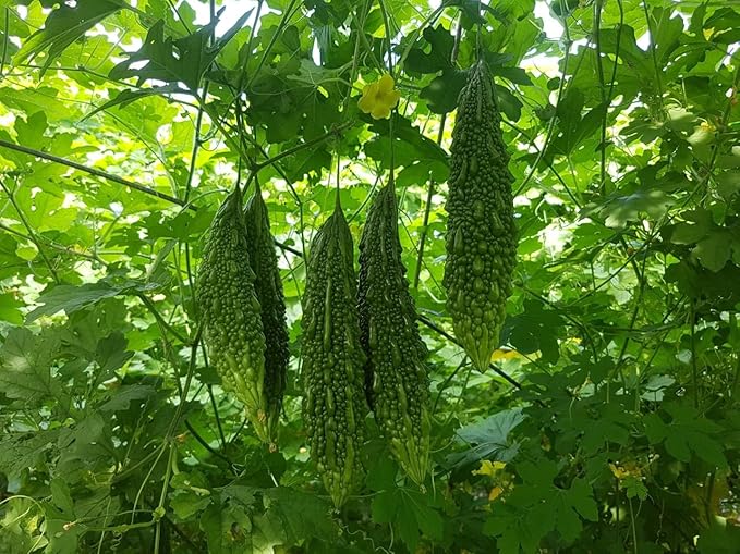 10 India Bitter Seeds, Kho Qua Rung Organic - Mai's Family