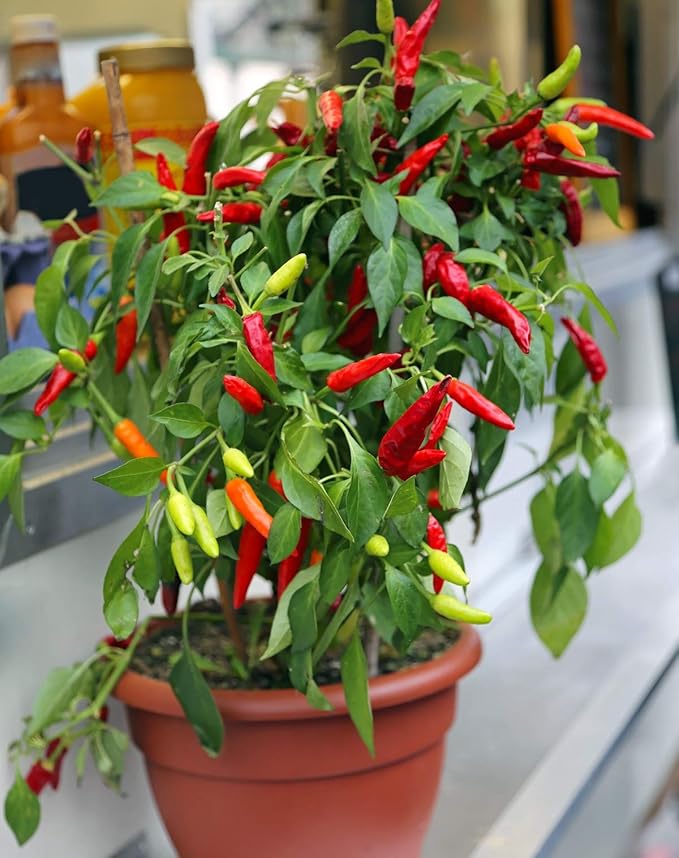 Seeds Indoor Masquerade Ornamental Pepper Mix for Pots Non GMO Vegetable for Planting