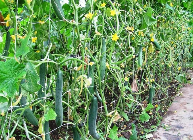 10+ Seeds Indoor Cucumber Zozula F1 Self-Pollinating - Vegetable Green