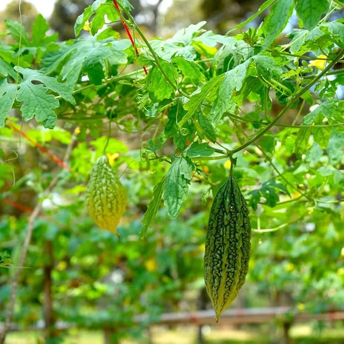30+ Bitter Melon Seeds Organic for Planting-Bitter Gourd Seeds Vegetable Herb Seed Non-GMO Heirloom for Home Outdoor Garden