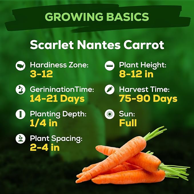 Scarlet Nante Fruivity Carrot Seeds for Planting - 4000+ Non-GMO Heirloom Carrot Seeds, Organic, USA Grown, for Home Garden, Raised Bed & Outdoor Planting