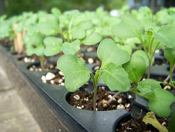 Food to Live Organic Broccoli Seeds for Sprouting, 1.5 Pounds – Non-GMO, Vegan, Kosher, Sirtfood, Bulk. Rich in Sulforaphane, Vitamin C. Grow Sprouts, Microgreens for Salads, and Sandwiches