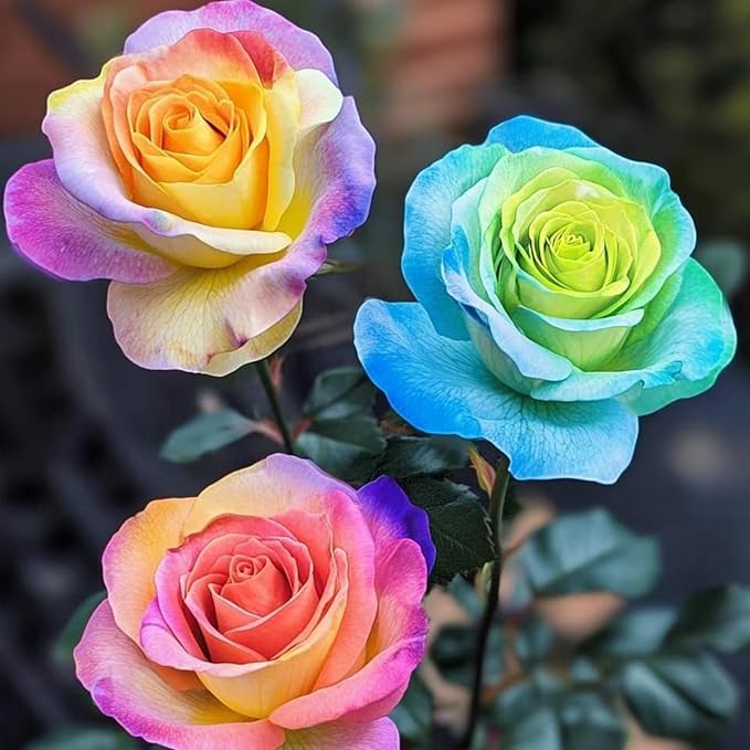 40+ Exotic Rainbow Rose Seeds for Planting Hybrid Rare Rose Seeds Perennial Shrub Garden Yard Potted Decoration