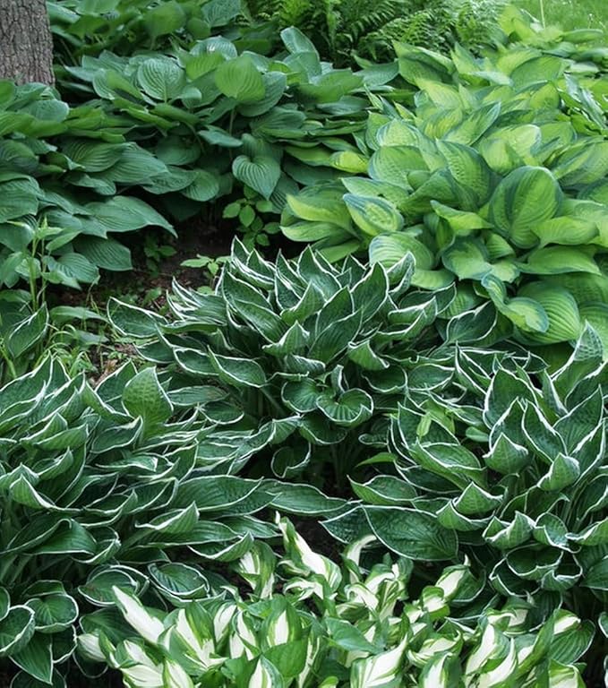 50pcs Mixed Hosta Seeds for Planting Outdoors Rare Perennial Flower Shade Hosta Plant Moderate Drought Tolera