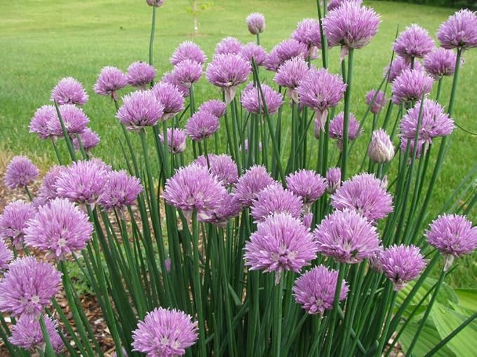 400+ Seeds Garlic Chives Onion - Vegetable Green
