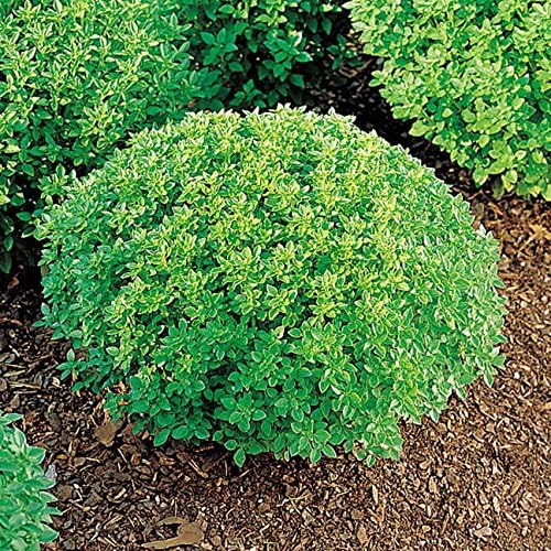 Park Seed Basil Herb Plant Seeds, Easy to Grow, Variety of Colors, Spring Garden, Minette, Pack of 400