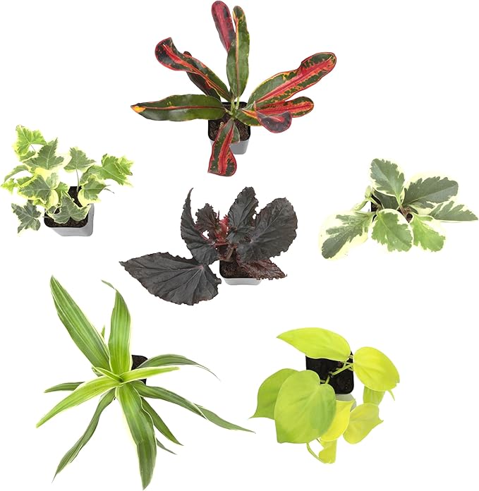 Easy to Grow Houseplants (Pack of 6), Live House Plants in Containers, Growers Choice Plant Set in Planters with Potting Soil Mix, Home Décor Planting Kit or Outdoor Garden Gifts by Plants for Pets