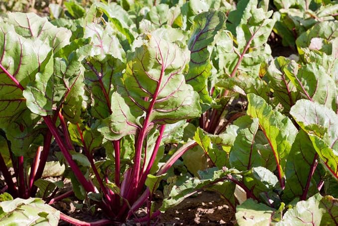 Detroit Dark Red Beet Seeds, Pack of 50 Vegetables Seeds for Plating