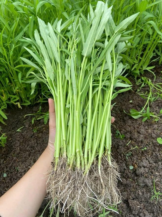 420+ Ong Choy Seeds - Rau Muong La TRE - Kong Xin CAI - Water Spinach Seeds - Organic, Non GMO, 99% Germination Rate - Made in USA, Vegetable for Yard & Garden Planting