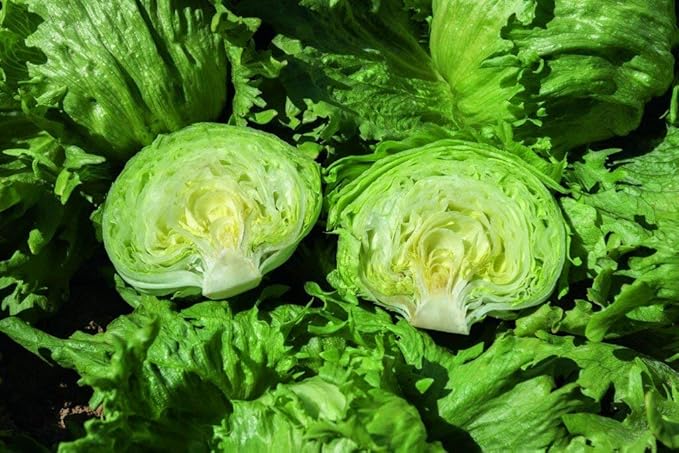 Seeds Crisphead Iceberg Lettuce Green Buttercrunch for Salad Non GMO Vegetable for Planting 1000 Seeds