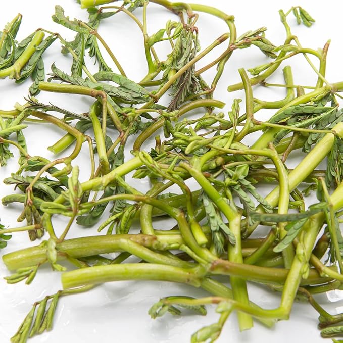 250 Water Mimosa Seeds for Planting- Hat Rau Rut - AKA. Sensitive Plant, Neptunia Oleracea, Perennials, Edible Plants