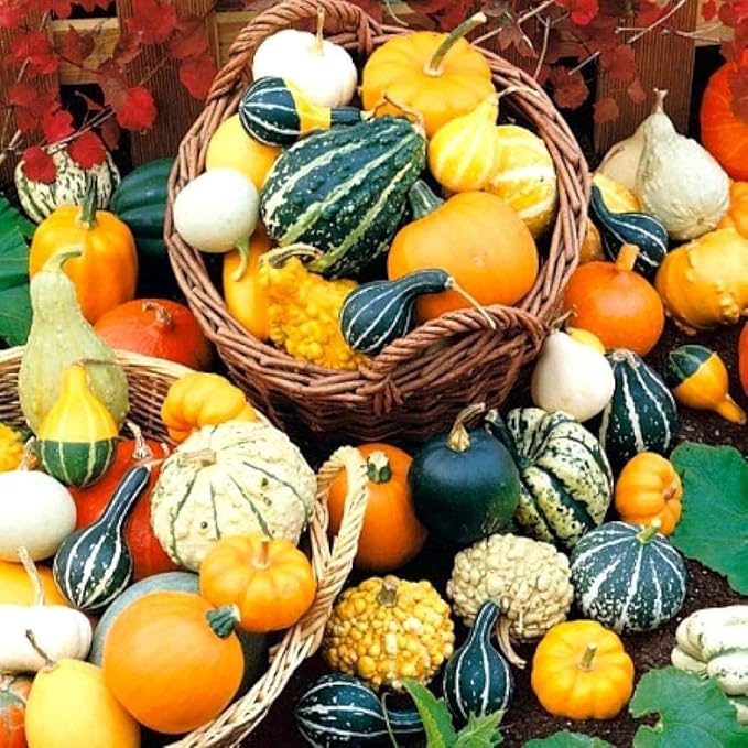 10+ Seeds Ornamental Pumpkin - Vegetable Mix