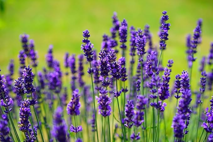 Flower Seed Set - Flower Varieties of Non-GMO & Heirloom Premium Seeds for Planting - Sunflower, Marigold, Lavender, and More! (25, Set 1)