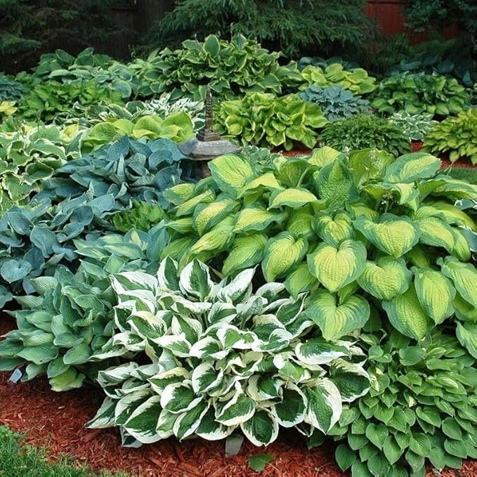 115+ Mixed Hosta Seeds for Planting Outdoors,Giant Hostas Seeds Perennial,Ground Cover Seed Shade Low Maintenance for Home Outdoor Garden