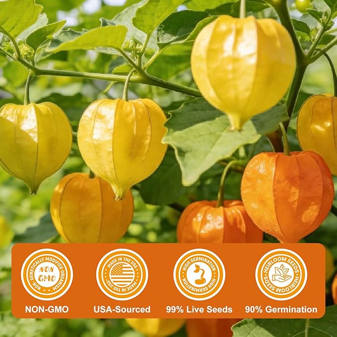 1000+ Ground Cherry Seeds for Planting, Non-GMO Heirloom Fruit Seeds for Outdoor Vegetable Garden, Open-Pollinated, Sweet Pineapple Ground Husk Cherry Tomatoes - Physalis pruinosa