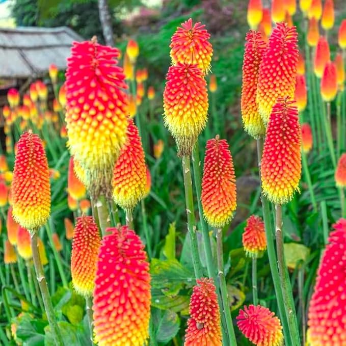 Seeds Kniphofia Red Poker 80 Seeds for Planting Torch Lily Poker Plant Tall Perennial Plant Non-GMO