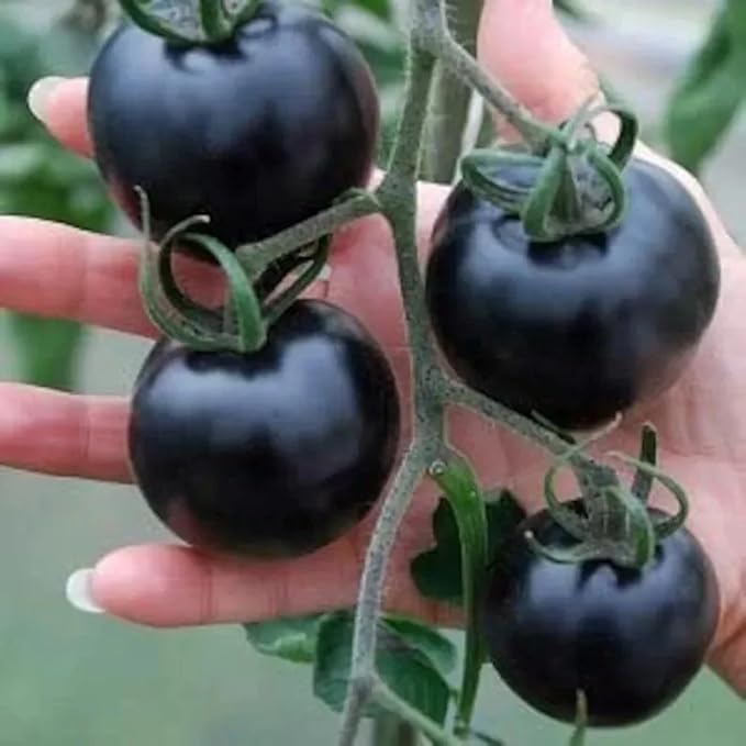 ZEshops 100pcs European Black Cherry Tomato Seeds - Heirloom, Non-GMO, Rich Flavor - Full Planting Guide Included for Home Gardens, Perfect Gardening Gift (Black Cherry Tomato Seeds)