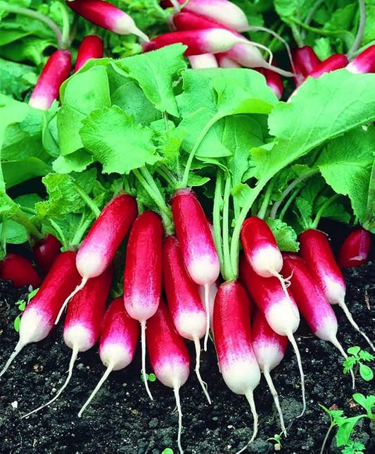 Seeds Radish French Breakfast 20 Day Heirloom Vegetable for Planting Non GMO