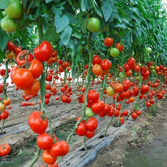 50+ Seeds Vine Tomato - Vegetable Red